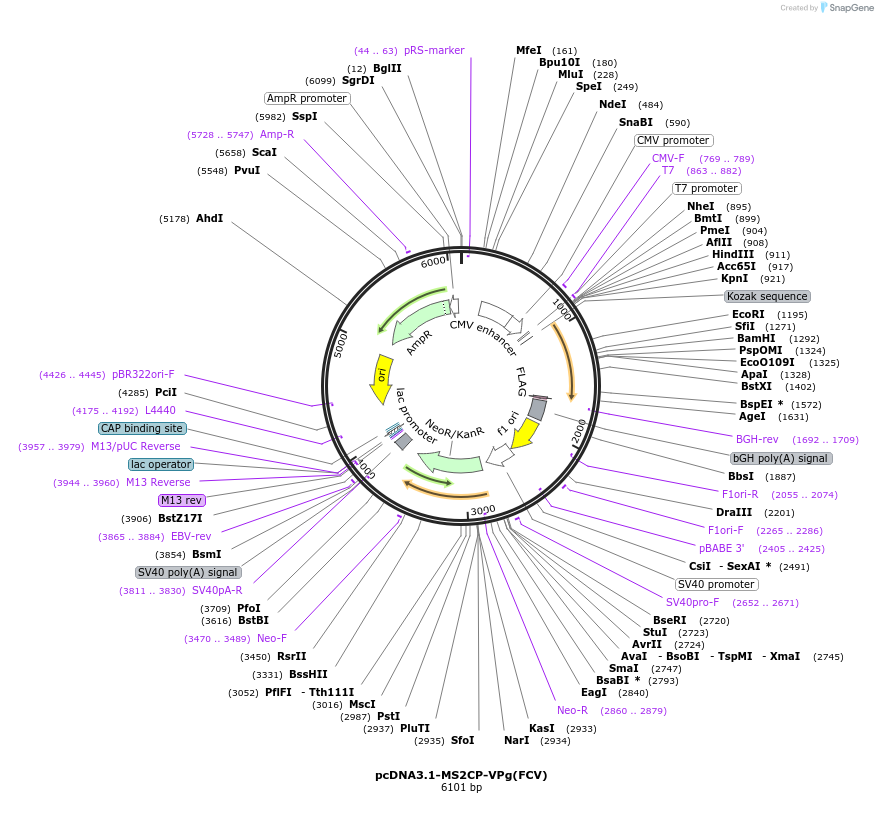 167314-plasmid-map-sequence-id-338179
