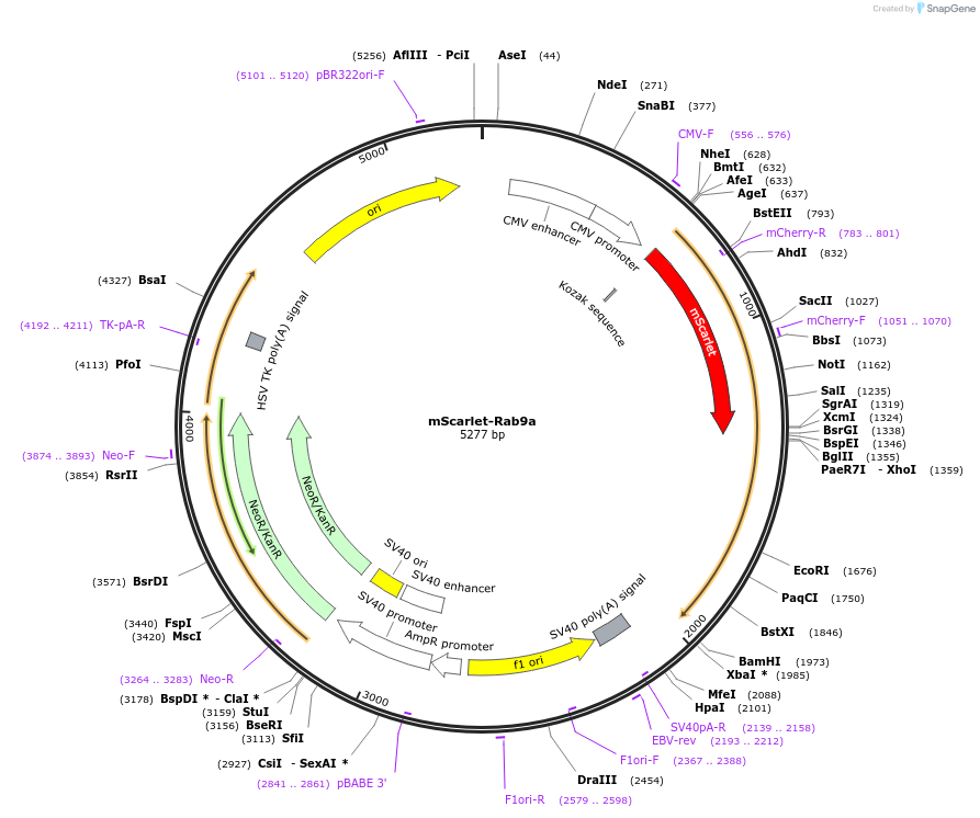 169074-plasmid-map-sequence-id-338189