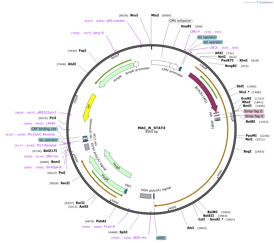 167802-plasmid-map-sequence-id-338206