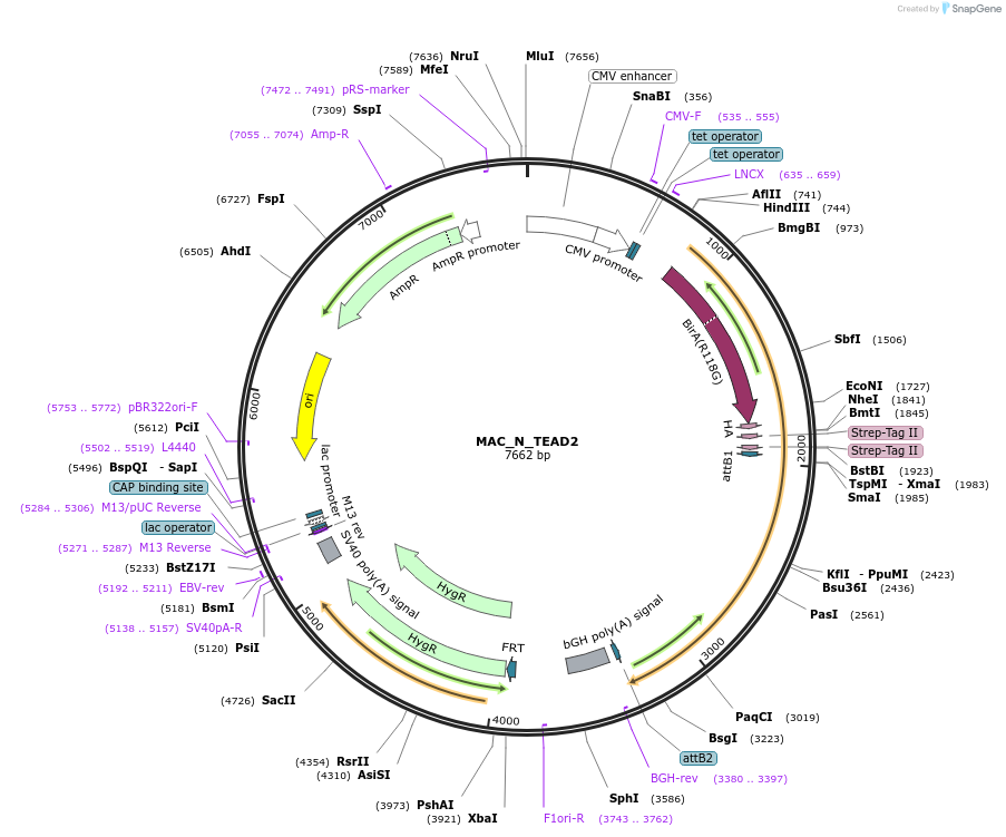 167804-plasmid-map-sequence-id-338211