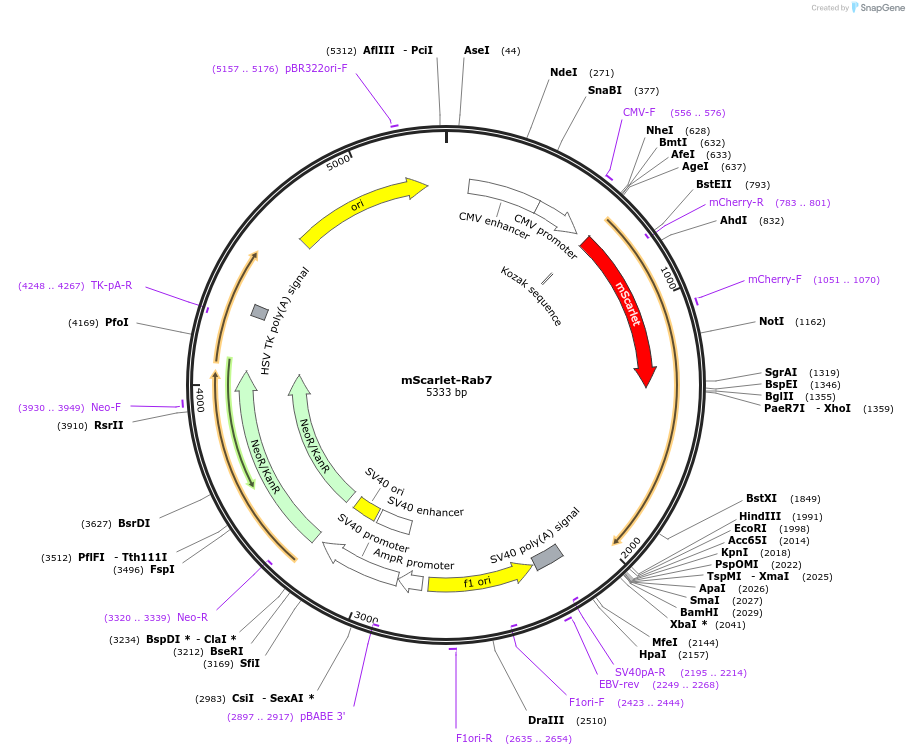 169068-plasmid-map-sequence-id-338220