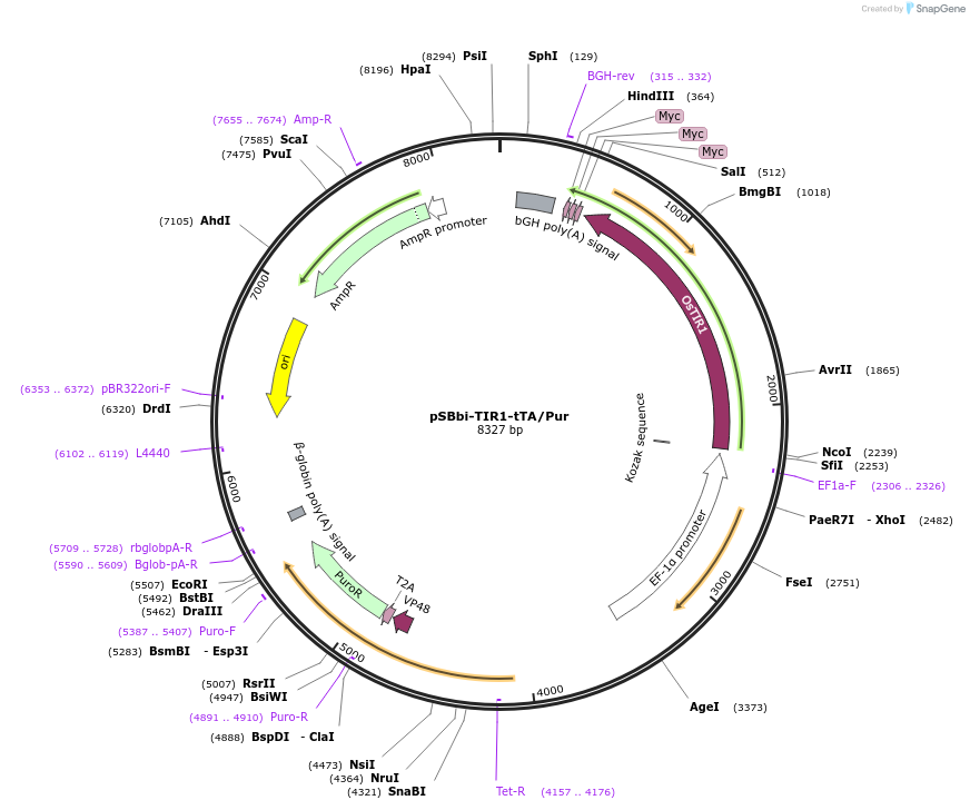 171683-plasmid-map-sequence-id-338224