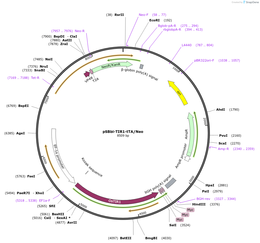 171684-plasmid-map-sequence-id-338229
