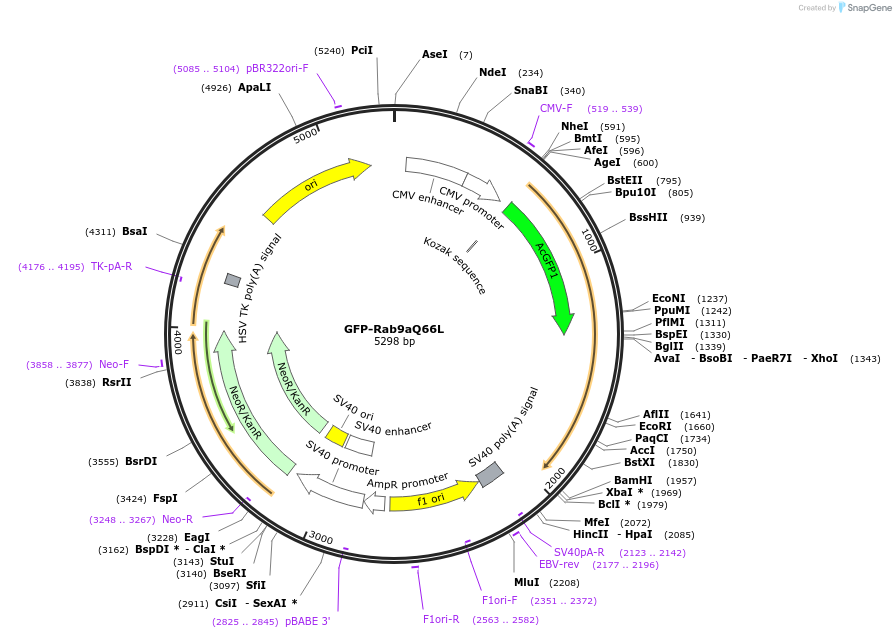 169072-plasmid-map-sequence-id-338230