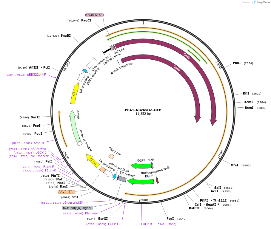 171994-plasmid-map-sequence-id-338231