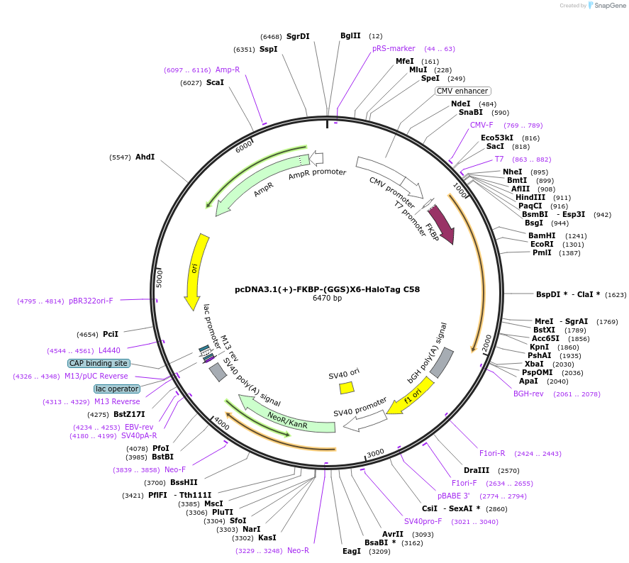 171428-plasmid-map-sequence-id-338241