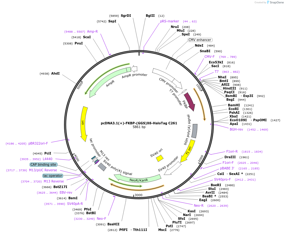 171429-plasmid-map-sequence-id-338243