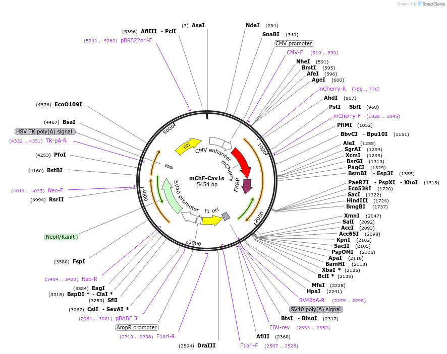 171464-plasmid-map-sequence-id-338244
