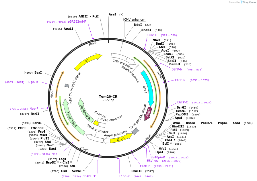 171461-plasmid-map-sequence-id-338245
