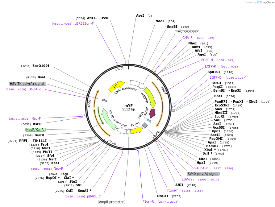 171460-plasmid-map-sequence-id-338248