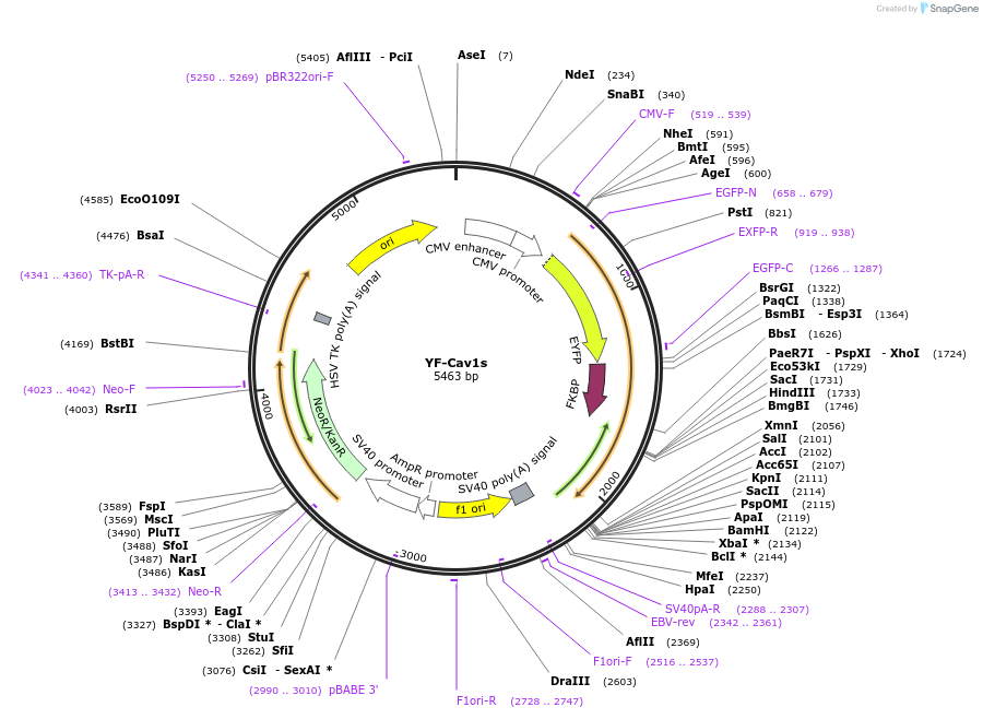 171462-plasmid-map-sequence-id-338250
