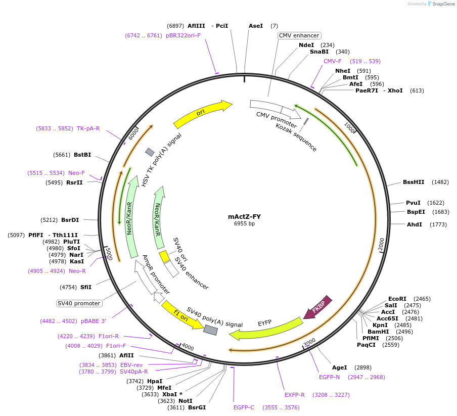 171463-plasmid-map-sequence-id-338254