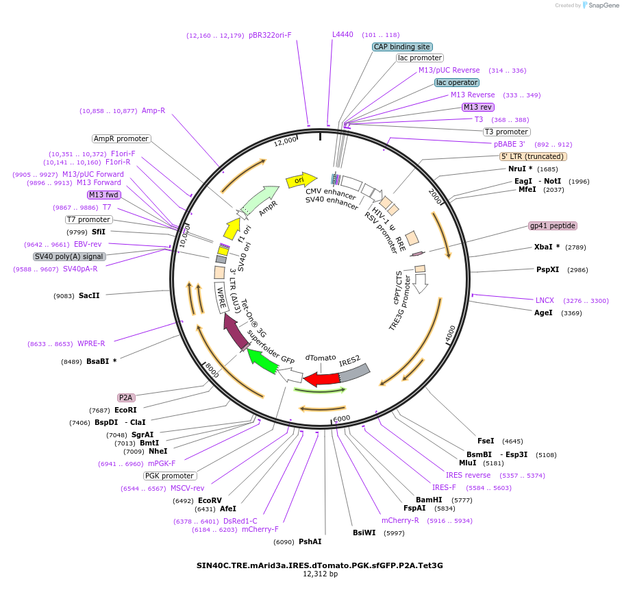 169318-plasmid-map-sequence-id-338258