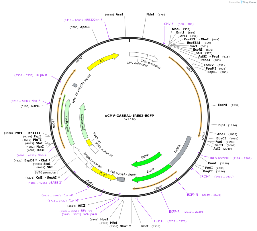 170820-plasmid-map-sequence-id-338272