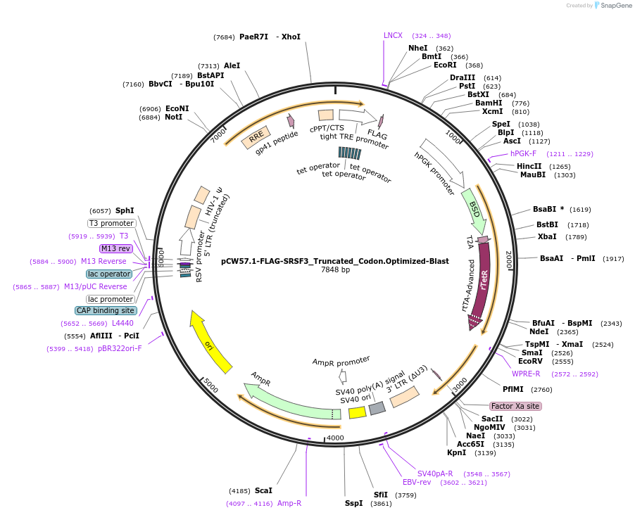 171952-plasmid-map-sequence-id-338274