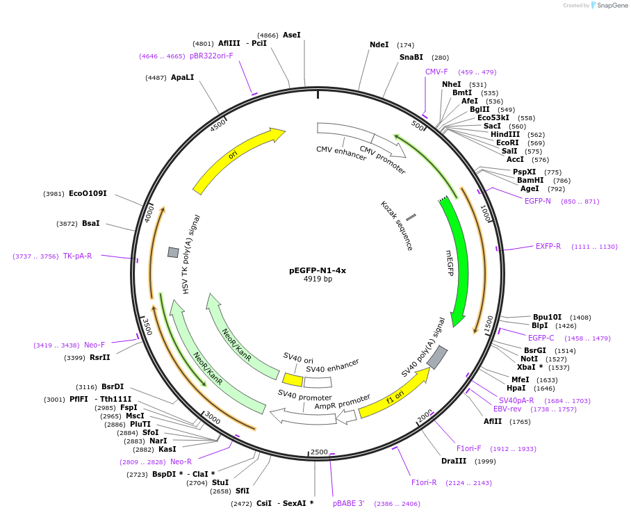 172283-plasmid-map-sequence-id-338278