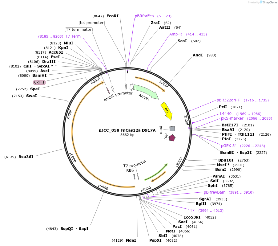 171667-plasmid-map-sequence-id-338280