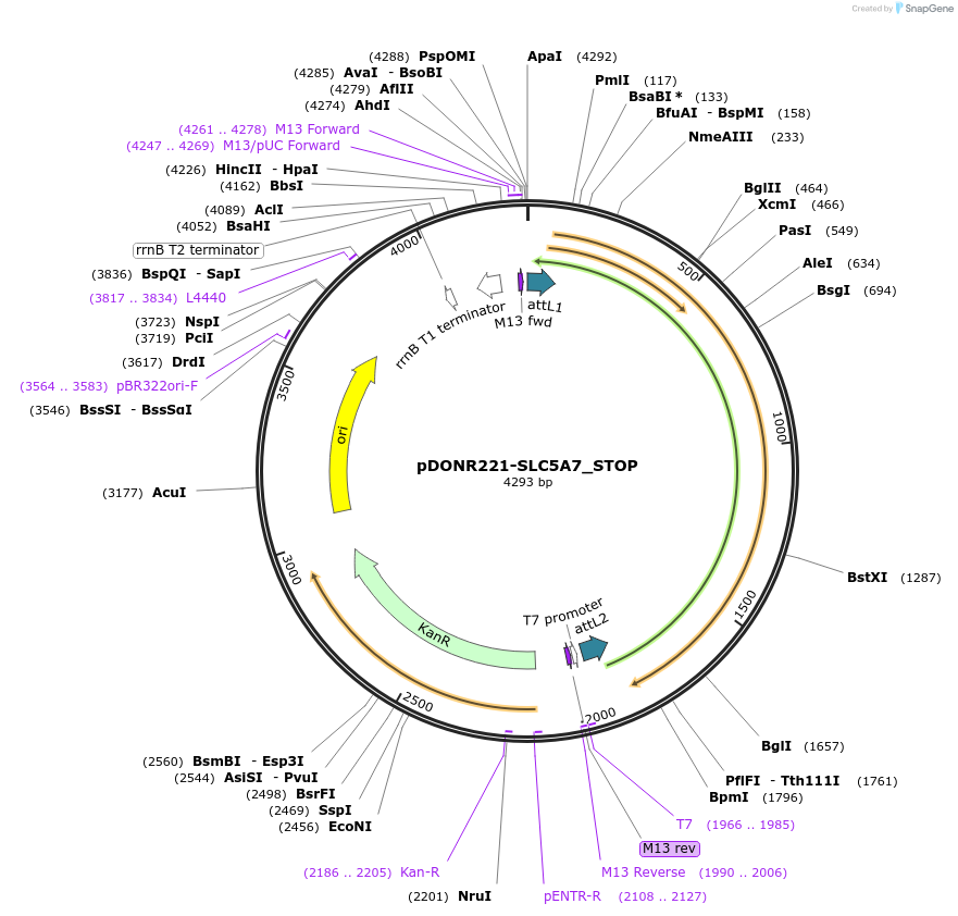 161372-plasmid-map-sequence-id-338287