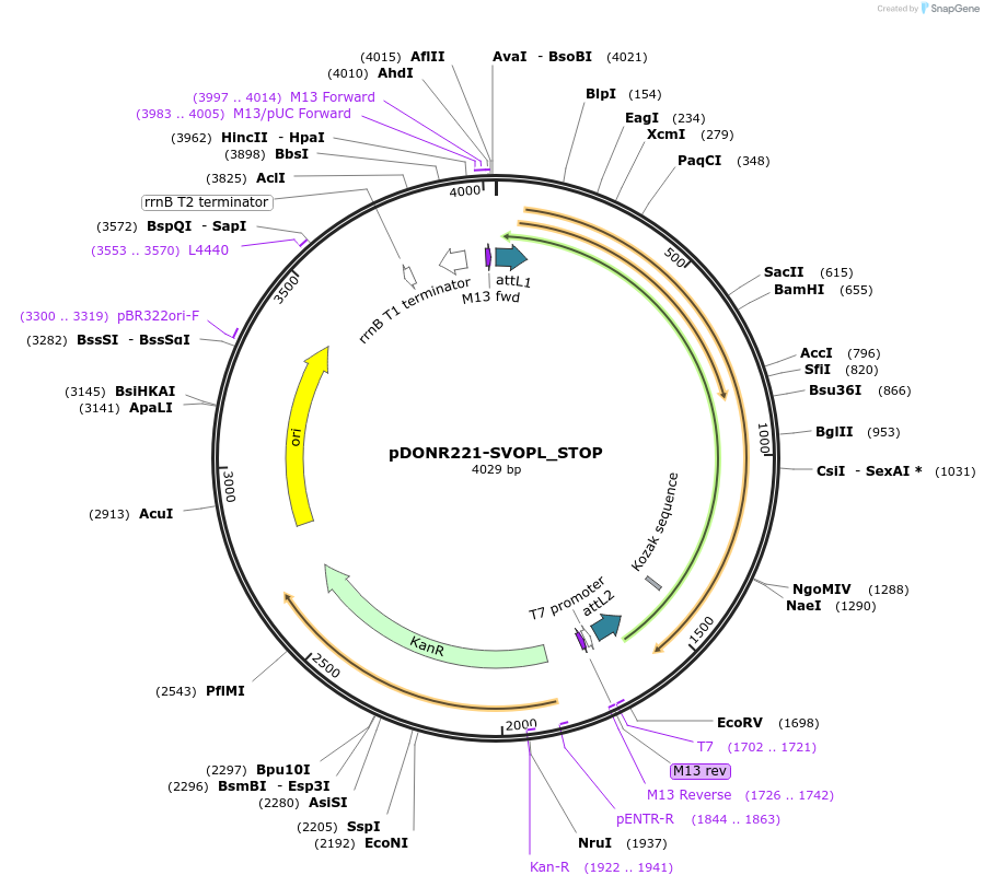 161416-plasmid-map-sequence-id-338289