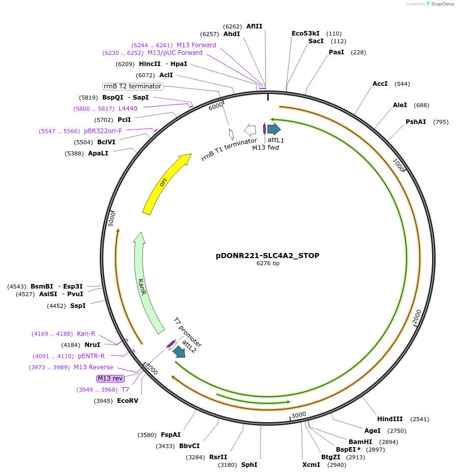 161442-plasmid-map-sequence-id-338291