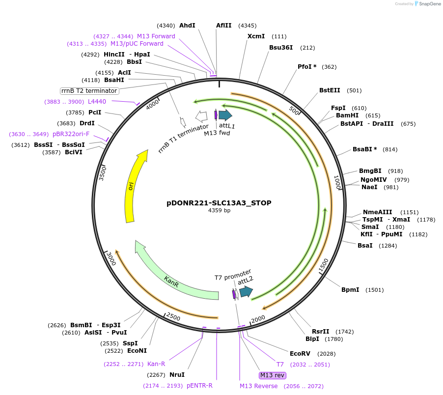 161475-plasmid-map-sequence-id-338294