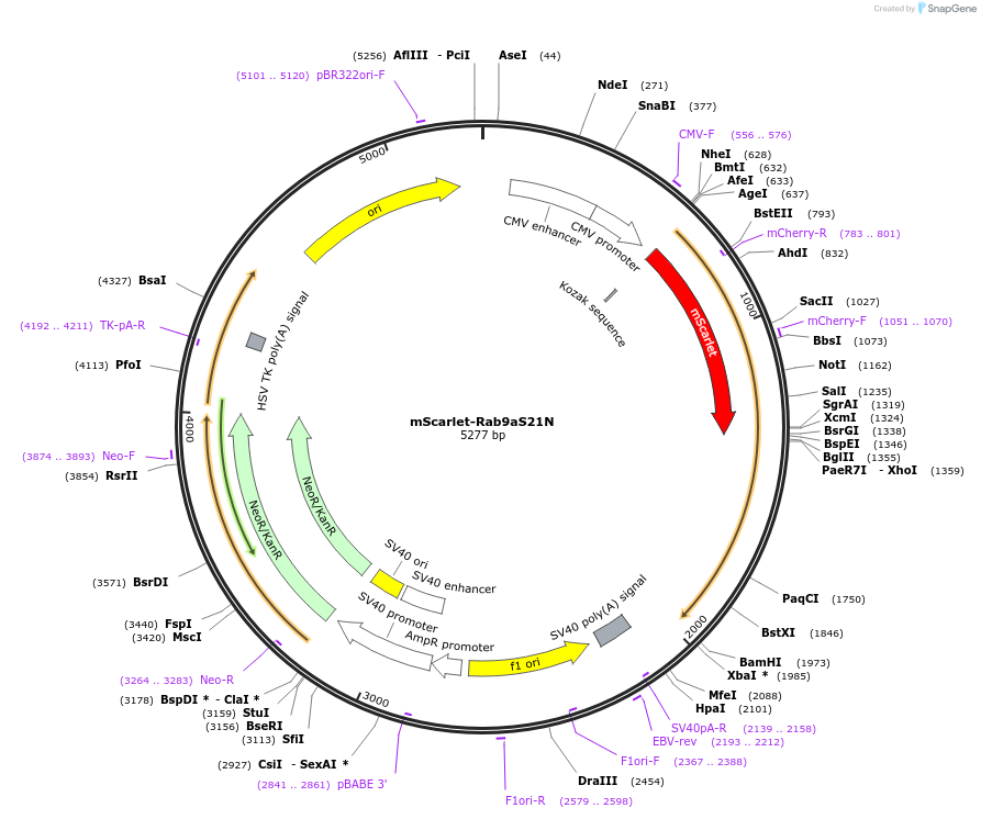 169073-plasmid-map-sequence-id-338309