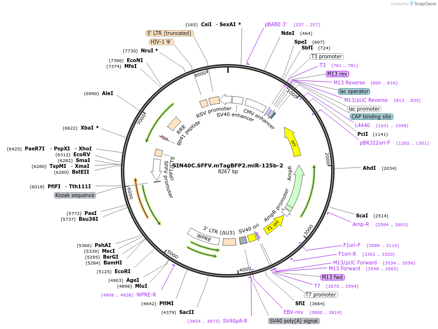 169311-plasmid-map-sequence-id-338325