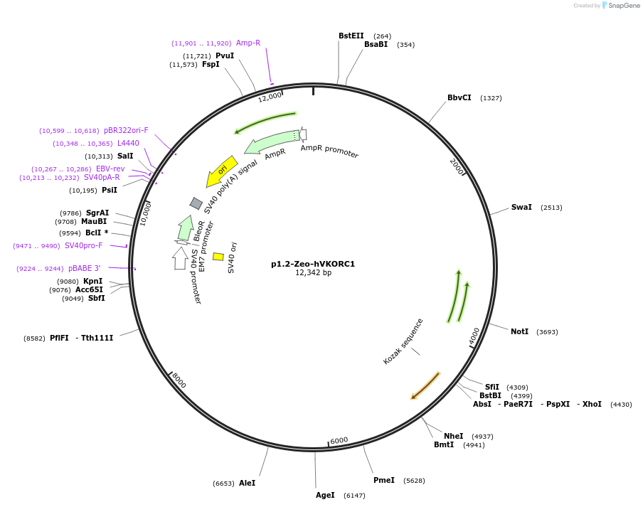 162776-plasmid-map-sequence-id-338336
