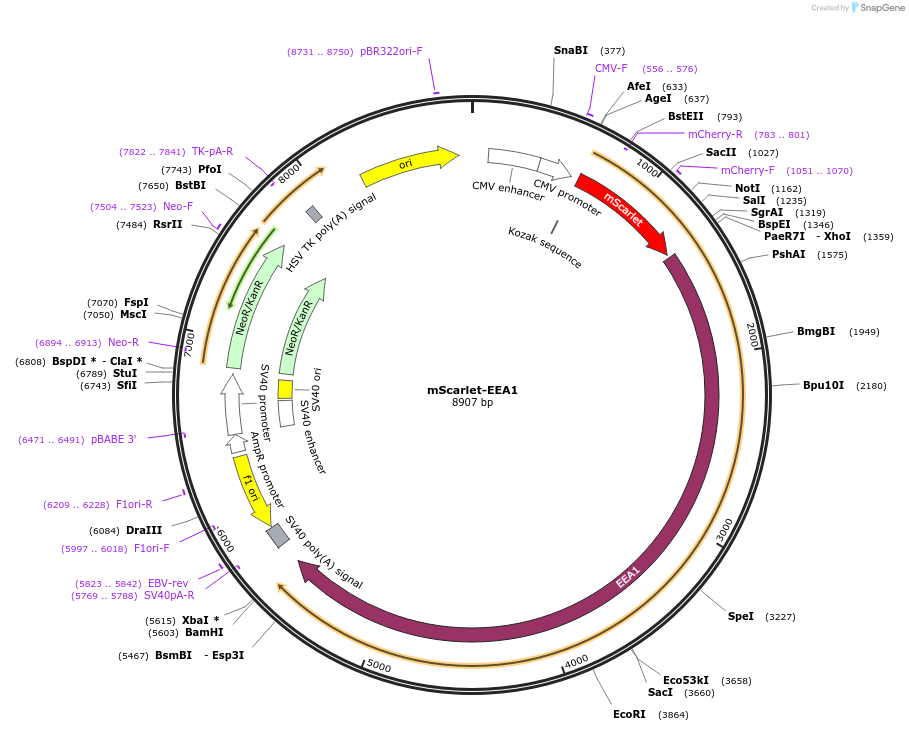 169067-plasmid-map-sequence-id-338347