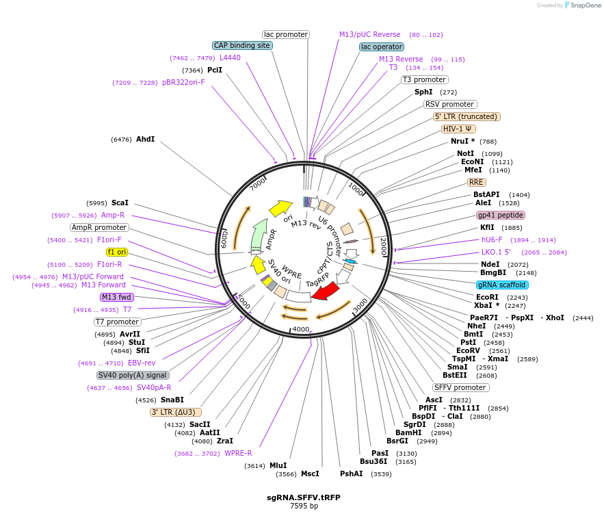 169941-plasmid-map-sequence-id-338357