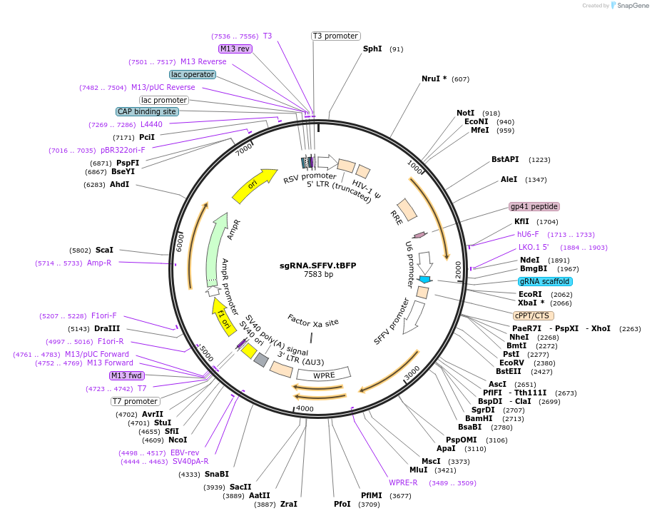 169940-plasmid-map-sequence-id-338359