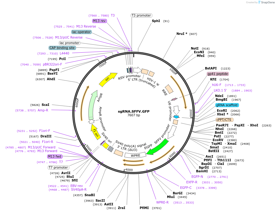 169938-plasmid-map-sequence-id-338362