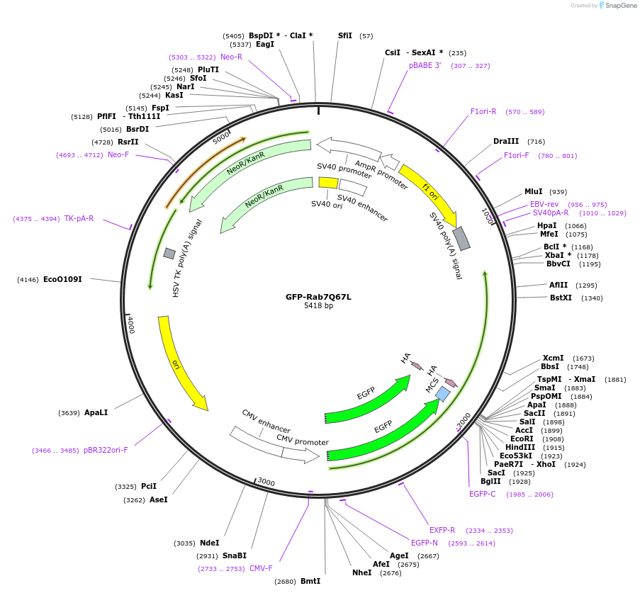 169038-plasmid-map-sequence-id-338366
