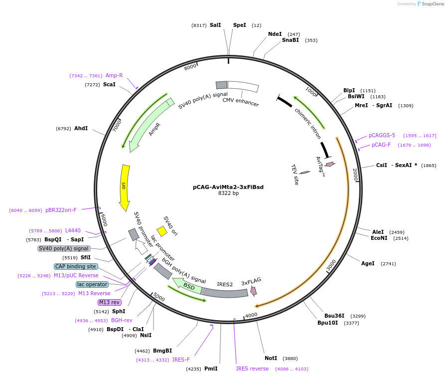 140964-plasmid-map-sequence-id-338401