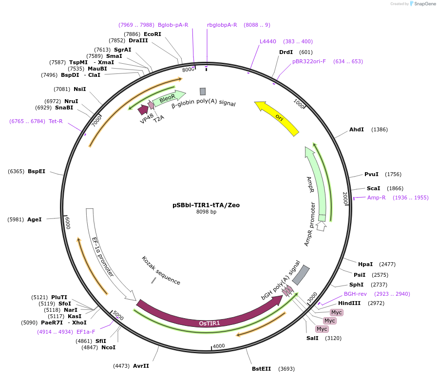 171685-plasmid-map-sequence-id-338403