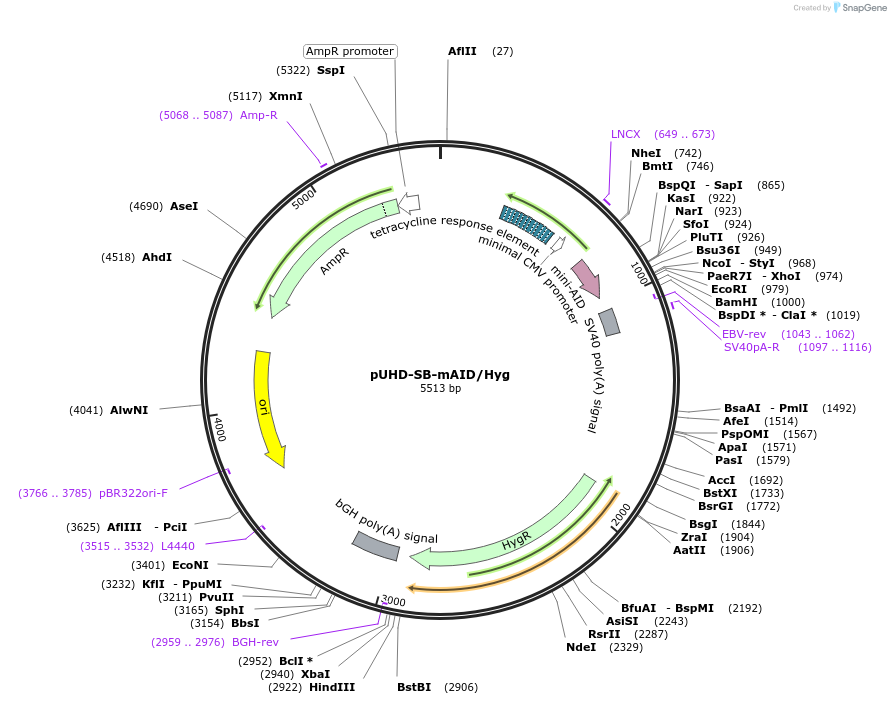171679-plasmid-map-sequence-id-338404