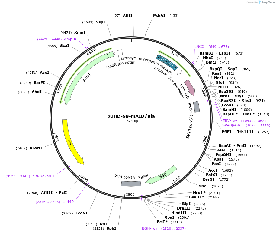171680-plasmid-map-sequence-id-338406