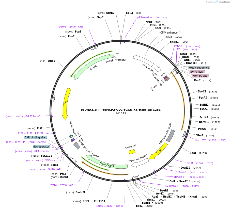 171434-plasmid-map-sequence-id-338408