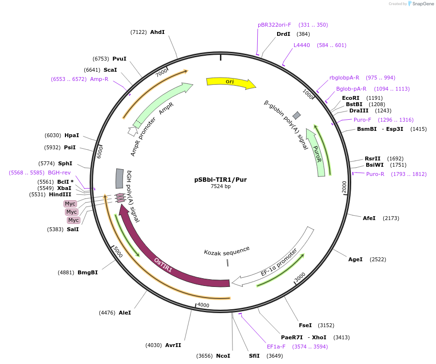 171682-plasmid-map-sequence-id-338413