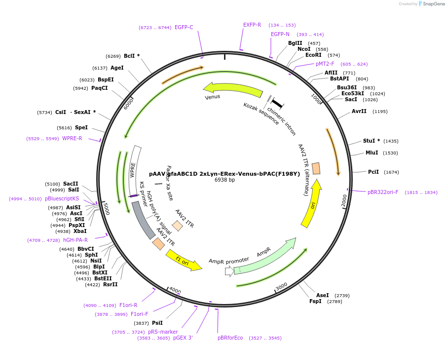 171117-plasmid-map-sequence-id-338416