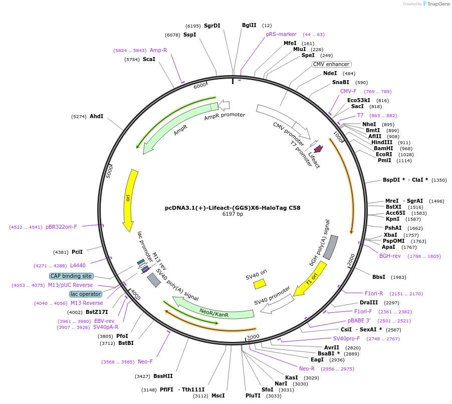 171435-plasmid-map-sequence-id-338417
