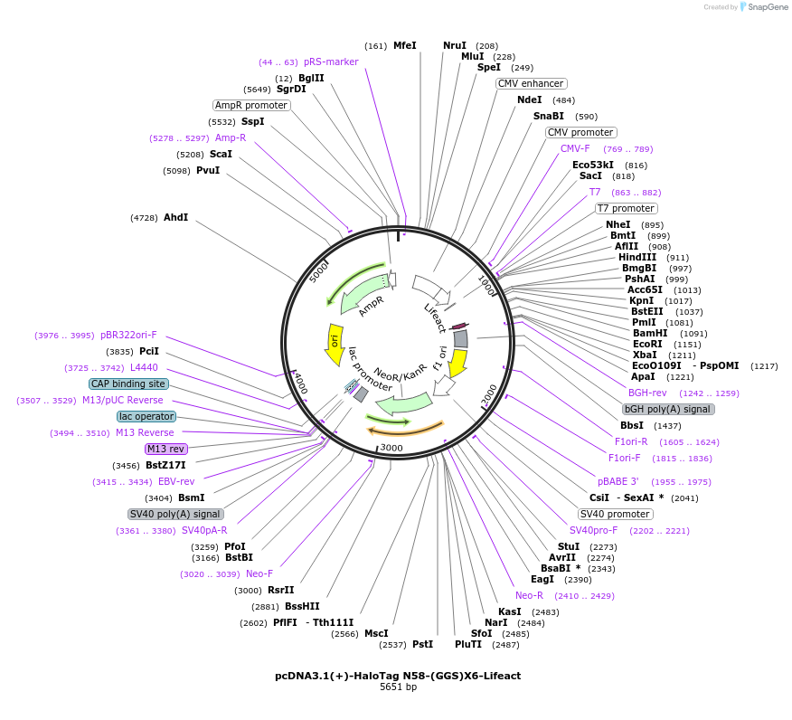 171436-plasmid-map-sequence-id-338421