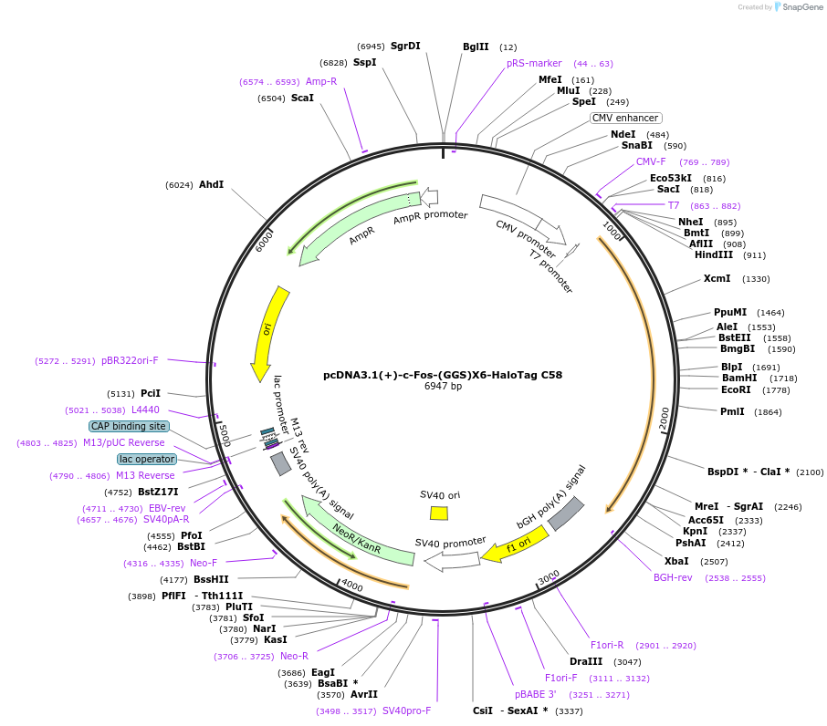 171437-plasmid-map-sequence-id-338422