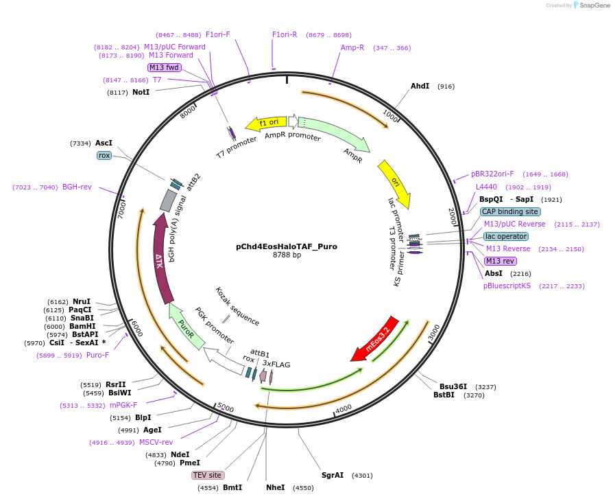 172099-plasmid-map-sequence-id-338425