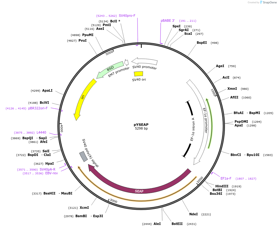 37326-plasmid-map-sequence-id-338427