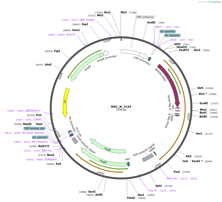 167807-plasmid-map-sequence-id-338432