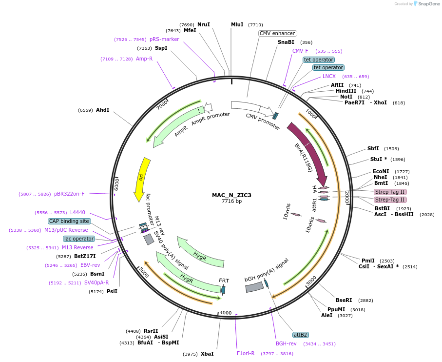 167809-plasmid-map-sequence-id-338445