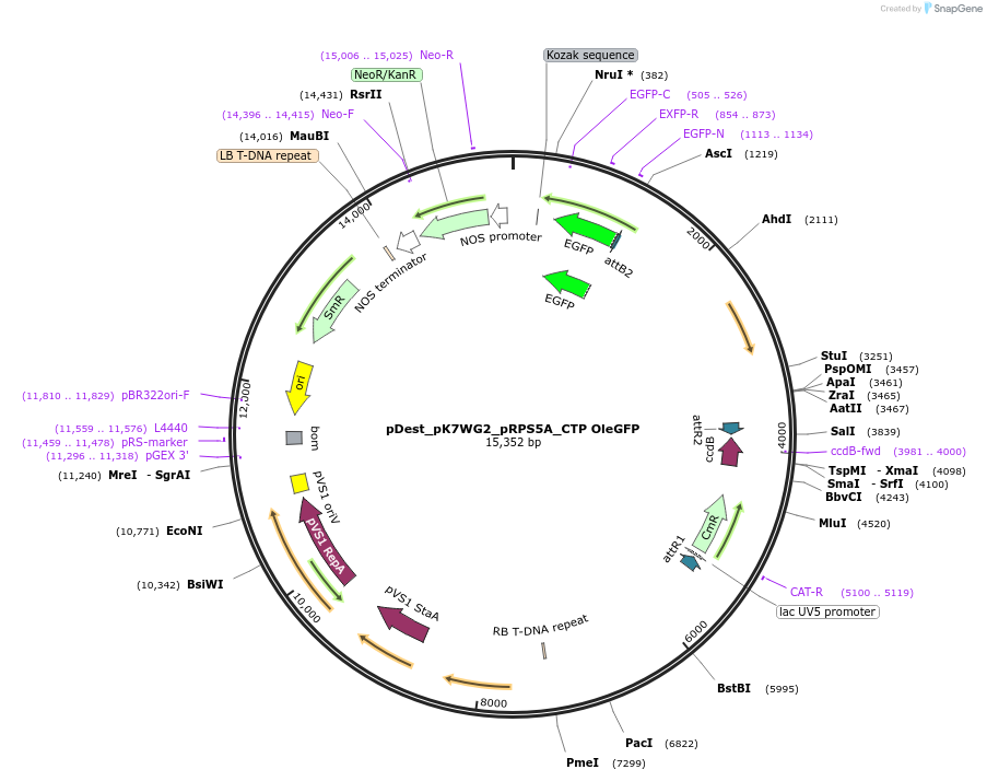 171723-plasmid-map-sequence-id-338455