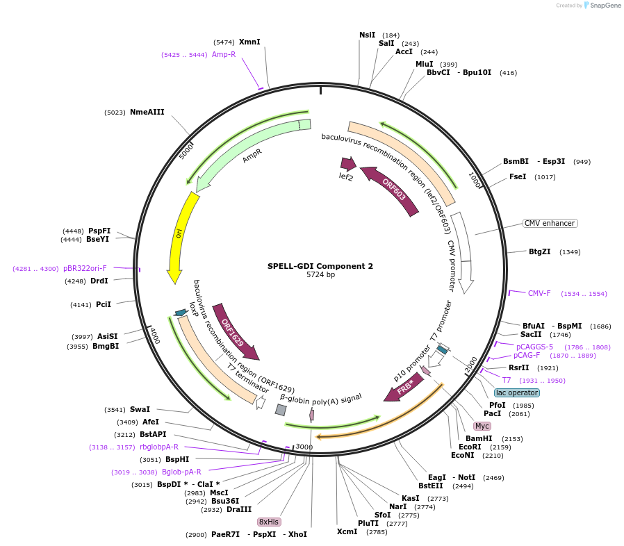 170487-plasmid-map-sequence-id-338459