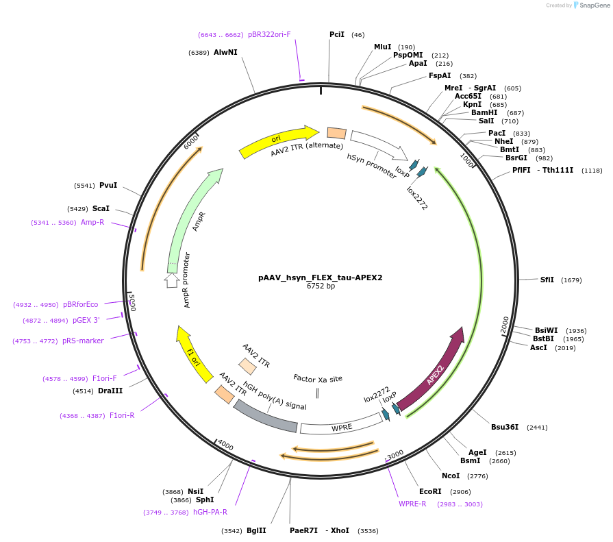 171937-plasmid-map-sequence-id-338490